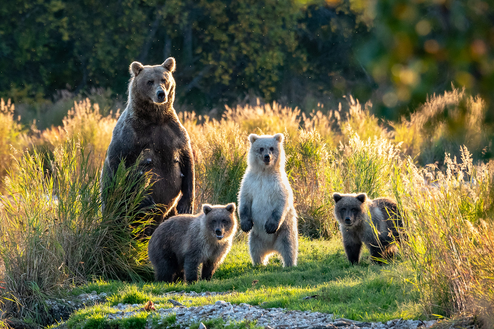 The Best Animal on Alaska's Inside Passage | Royal Caribbean Blog