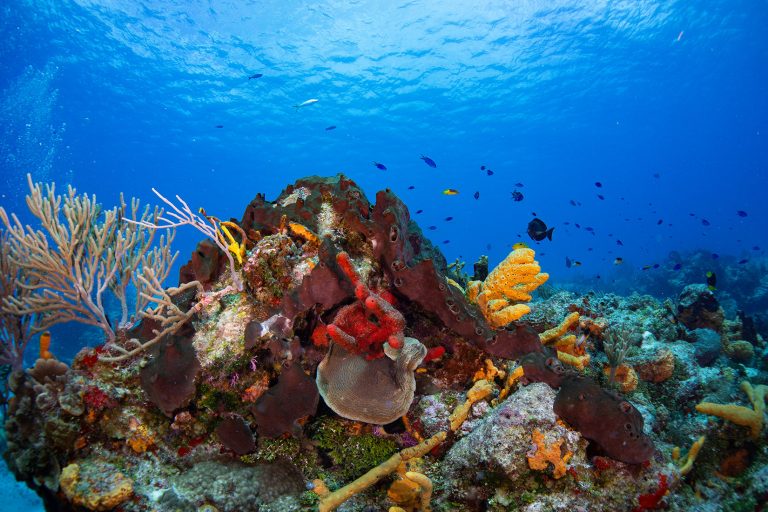 The Caribbean’s Best Underwater Treasures | Royal Caribbean Blog