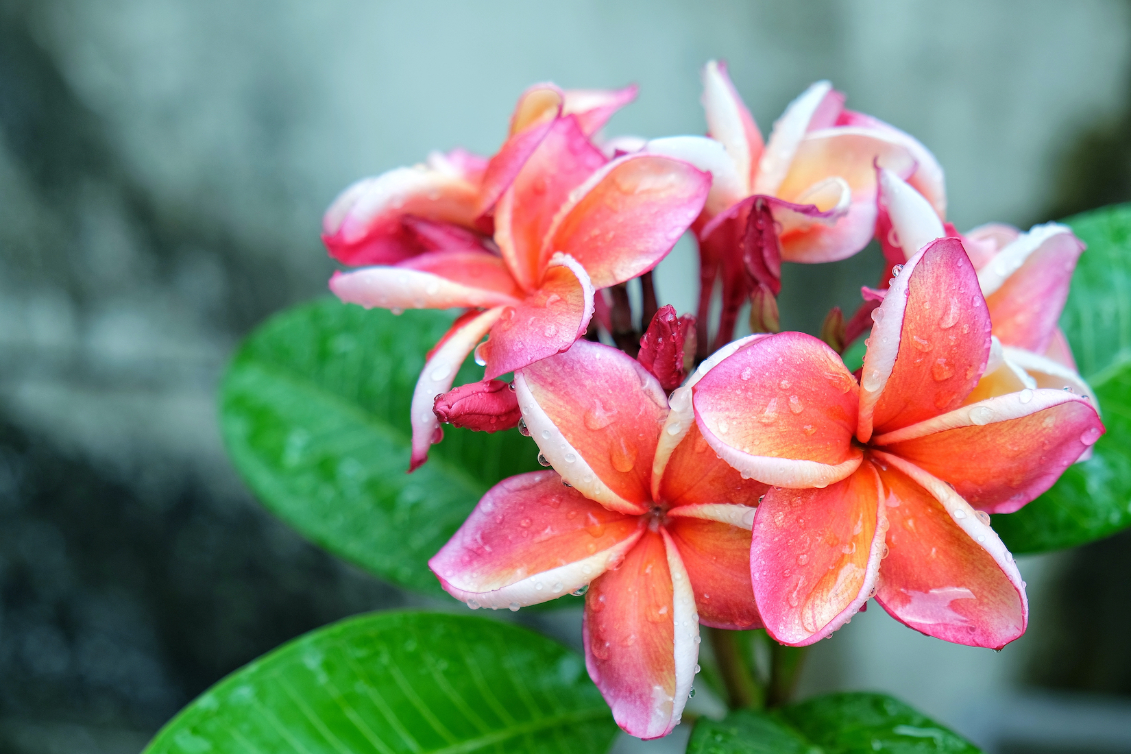5 Caribbean Flowers That Brighten Up