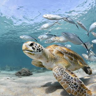 Thumbnail: 7 Sea Turtle Spots Around the World