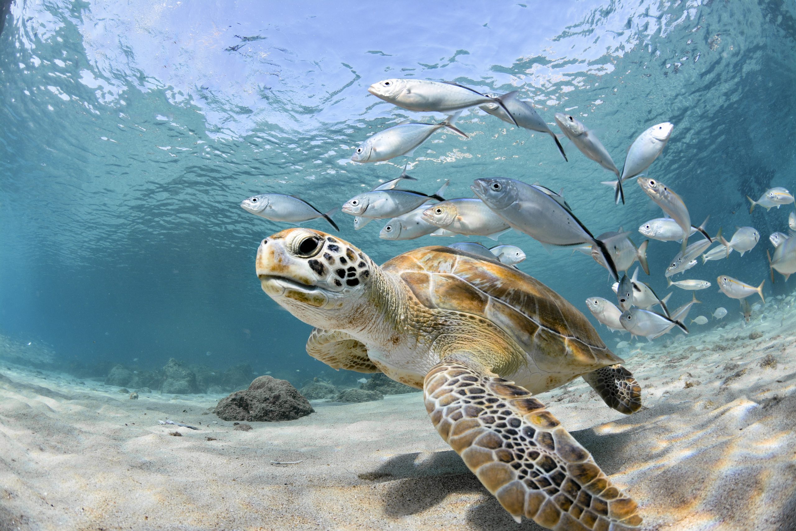 sea turtle travel