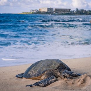 Thumbnail: Where You’ll Find Sea Turtles Around the World