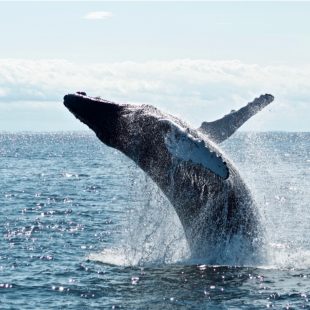 Thumbnail: Whale Watching in Alaska