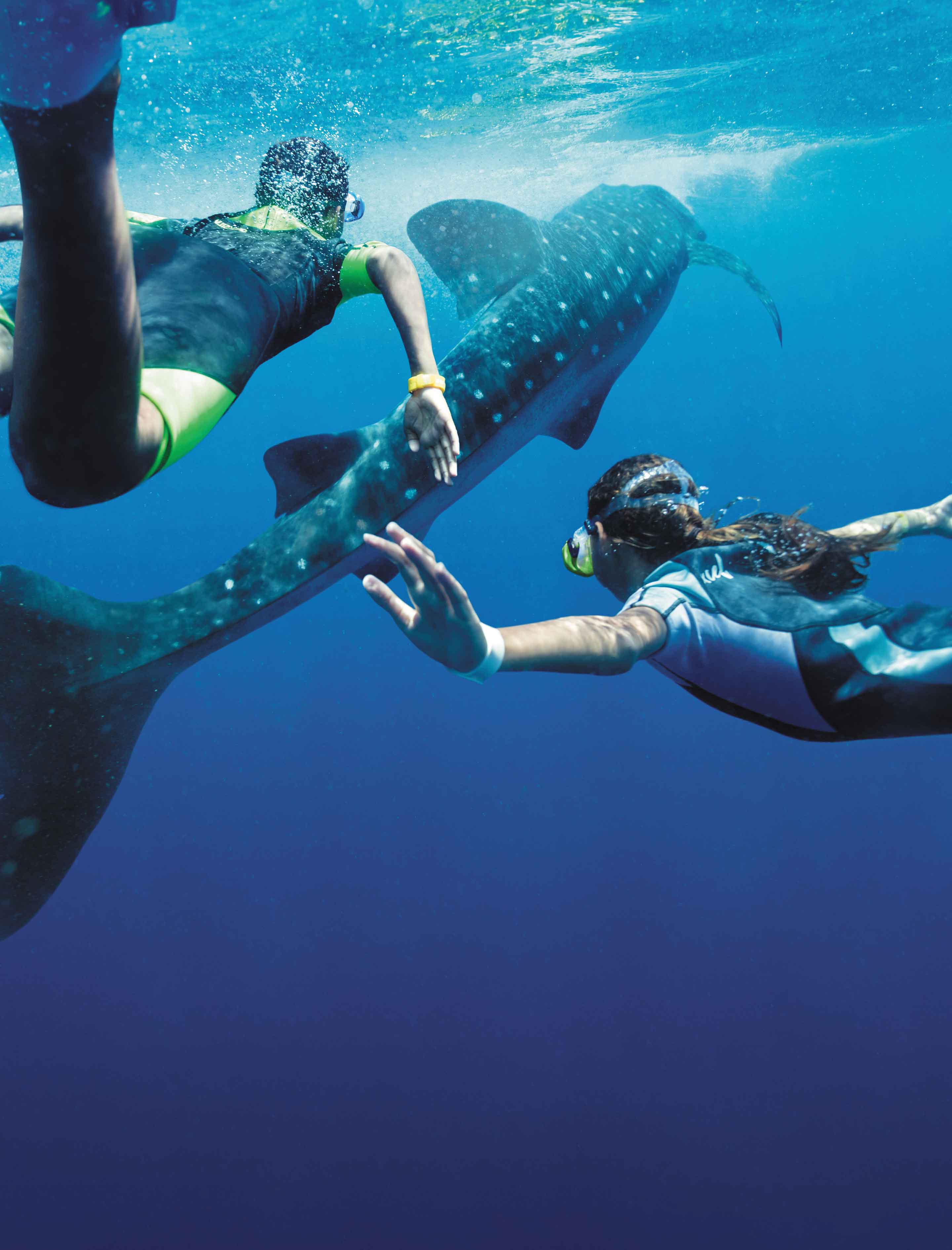 情侶於墨西哥科蘇梅爾島與鯊魚暢泳
