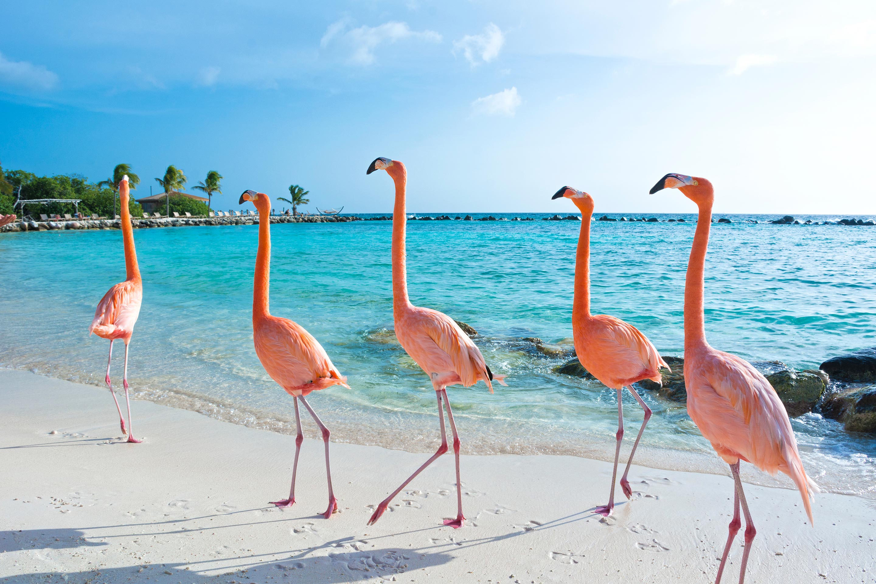 Flamingoes in Beautiful Beach