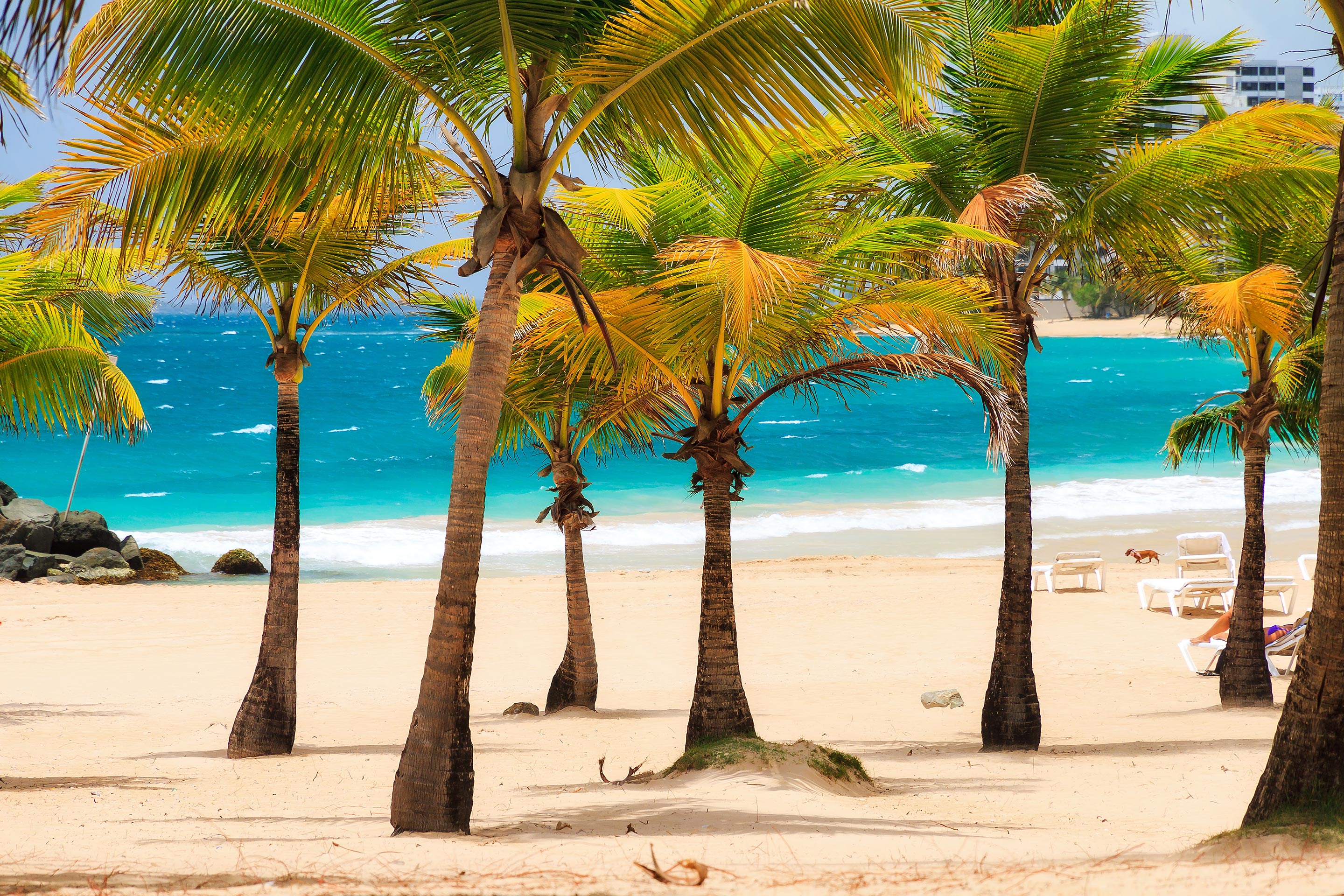 Tropical Palms on a Beautiful Beach in the Caribbean