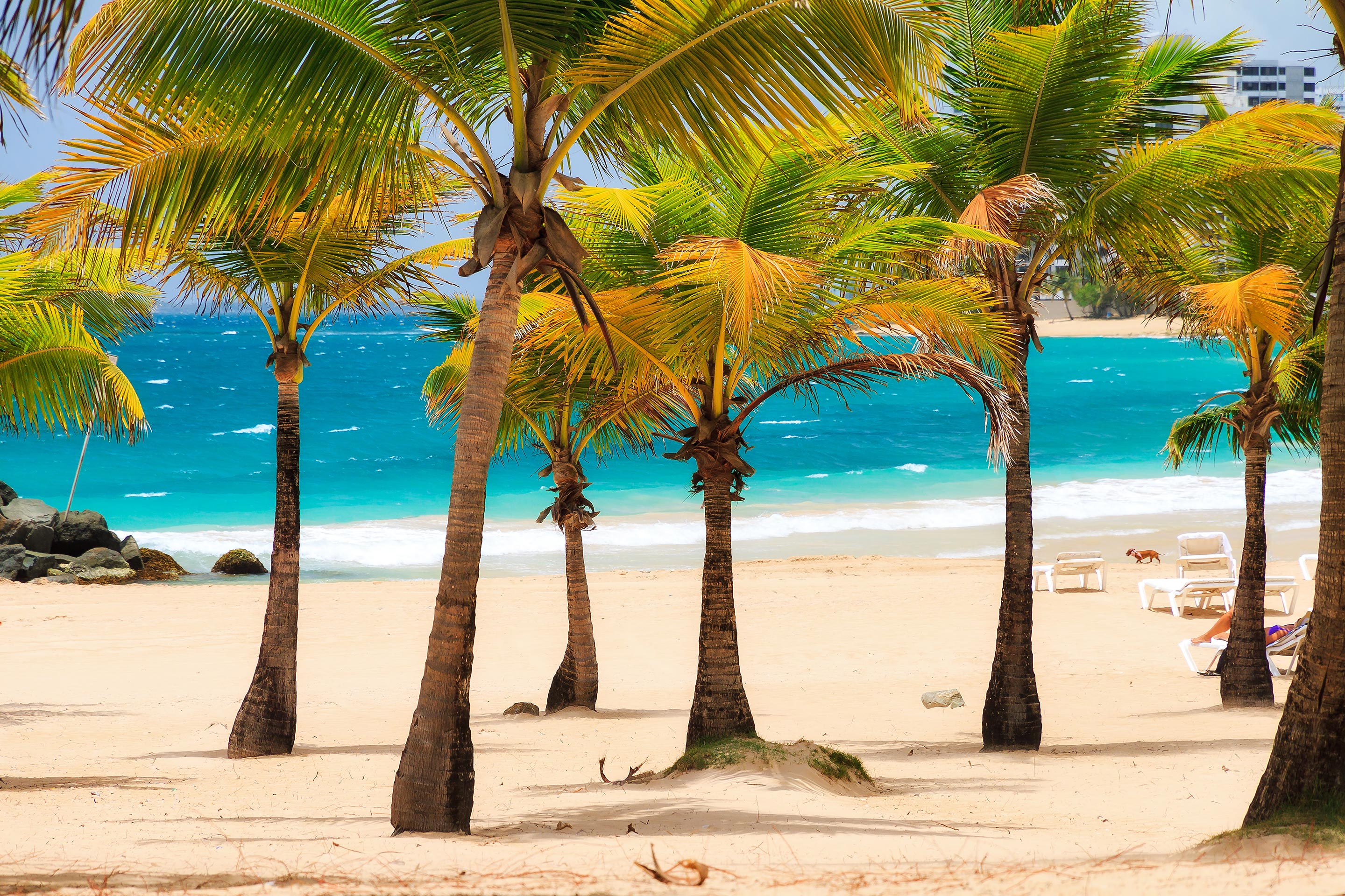 Sous les palmiers des Caraïbes