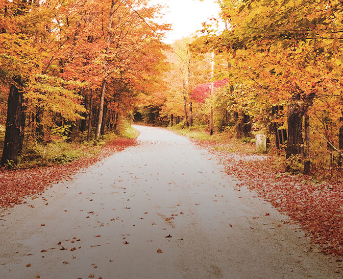 Coloridas hojas de otoño que caen de los árboles en Canadá.