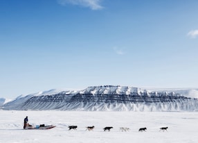 a dog sled running on a barren winter landscape