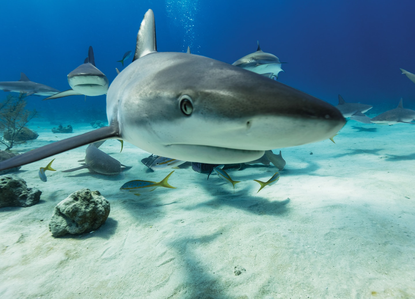 Snorkel with rays and sharks at Belize’s Barrier Reef, then relax or explore Caye Caulker. - Belize City, Belize