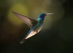hummingbird bird colors colorful mata atlantica brazil forest