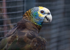 picture of the saint vincent parrot