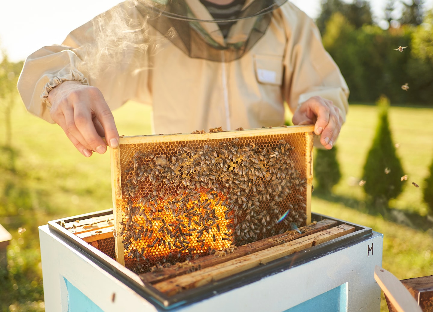 A beekeeper lifts a honeycomb frame from a hive, inspecting bees and fresh honey. - Olympia, Greece