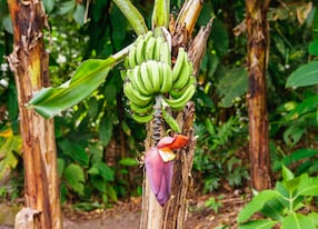 banana bunch with flower in costa rica
