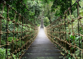 bridge rainforest suspension bridge crossing the river ferriage in the woods