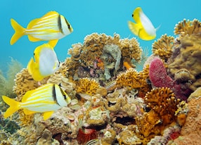 coral reef scene with tropical fish