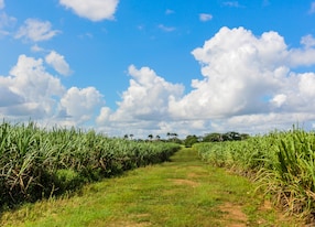 dirt road through the sugar cane plantation in the dominican republic
