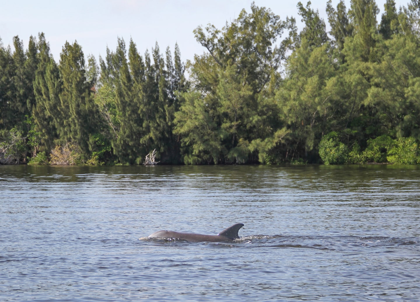 Two dolphins swim together near the surface. - Orlando (Port Canaveral), Florida
