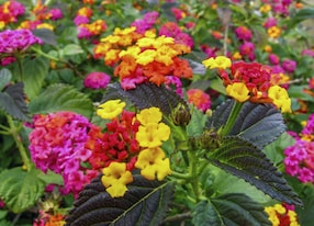 a rare and colourfull flowers in a garden from ibiza