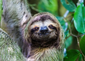 sloth manuel antonio national park costa rica central america