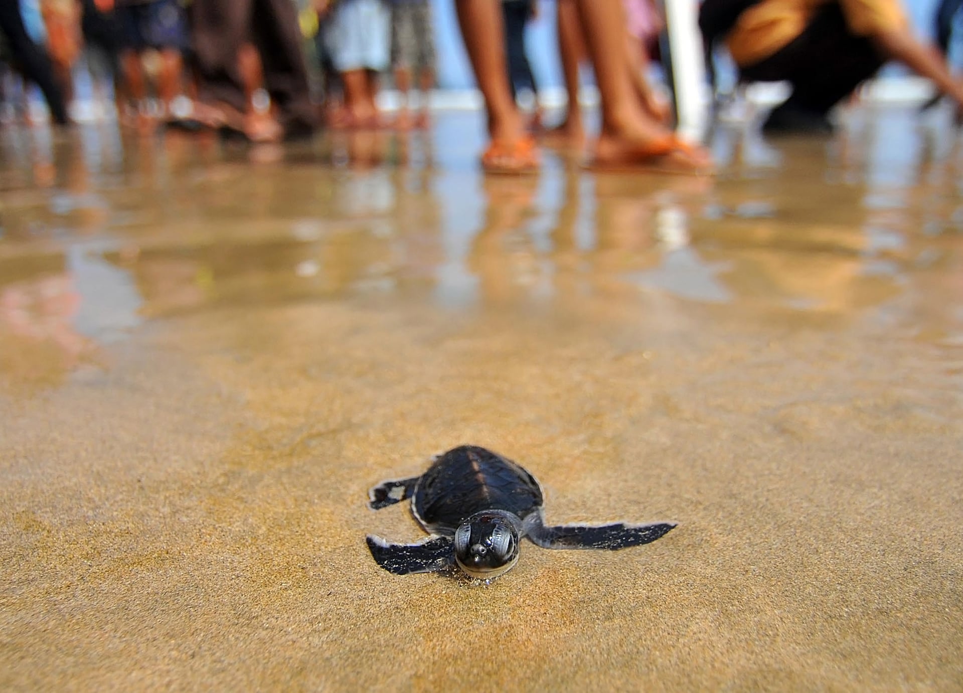 traveler release turtle into the sea at a beach merah banyuwangi east java indonesia