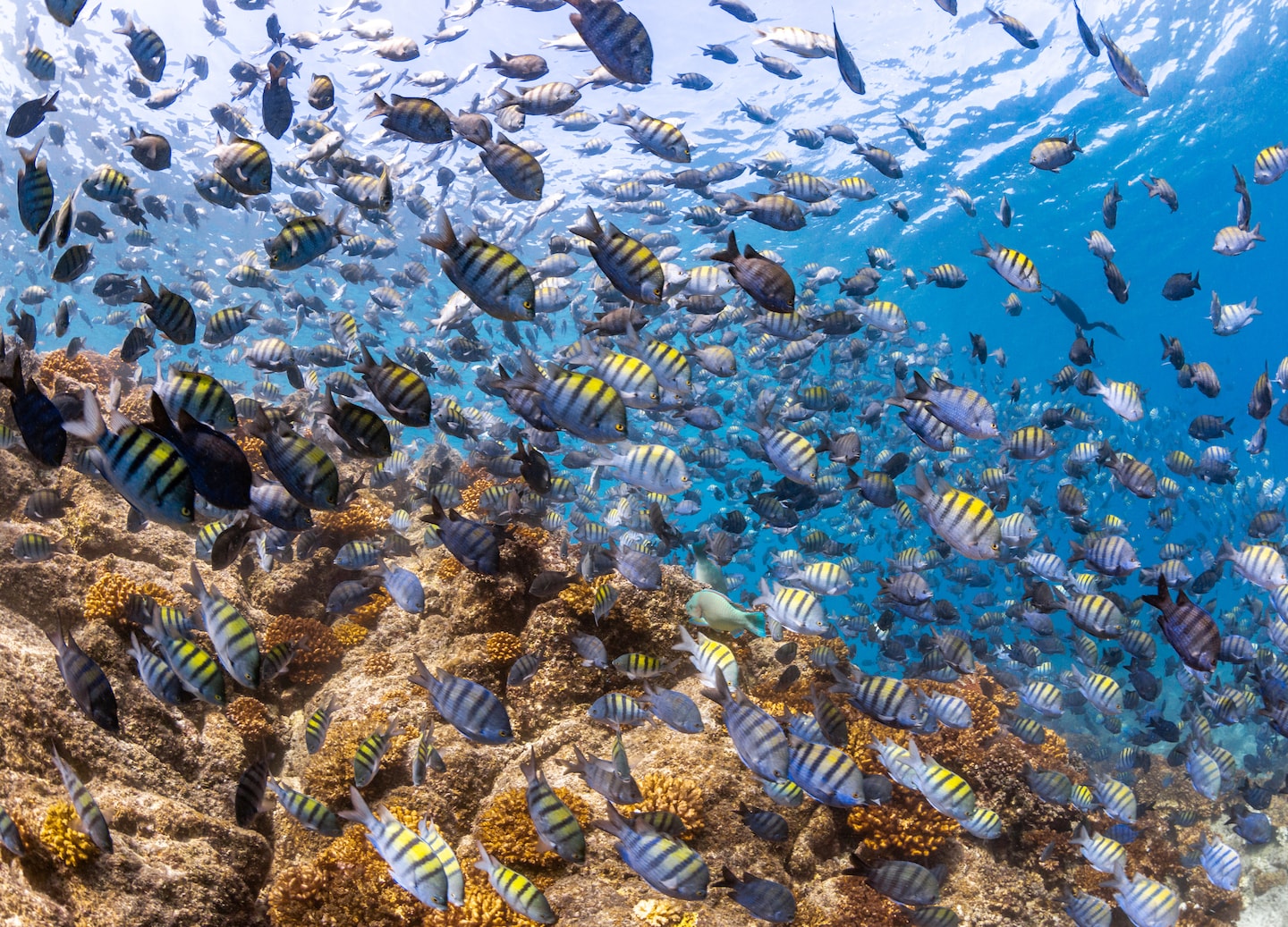 School of convict surgeonfish glides over vibrant coral. - La Paz, Mexico