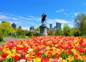 boston public garden