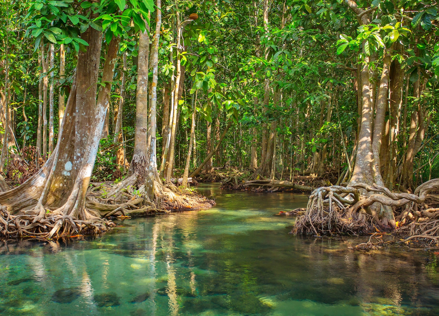 Boat to Intara Farm for pearl cultivation, mangrove kayaking, marine life encounters, and a seafood lunch. - Phuket, Thailand