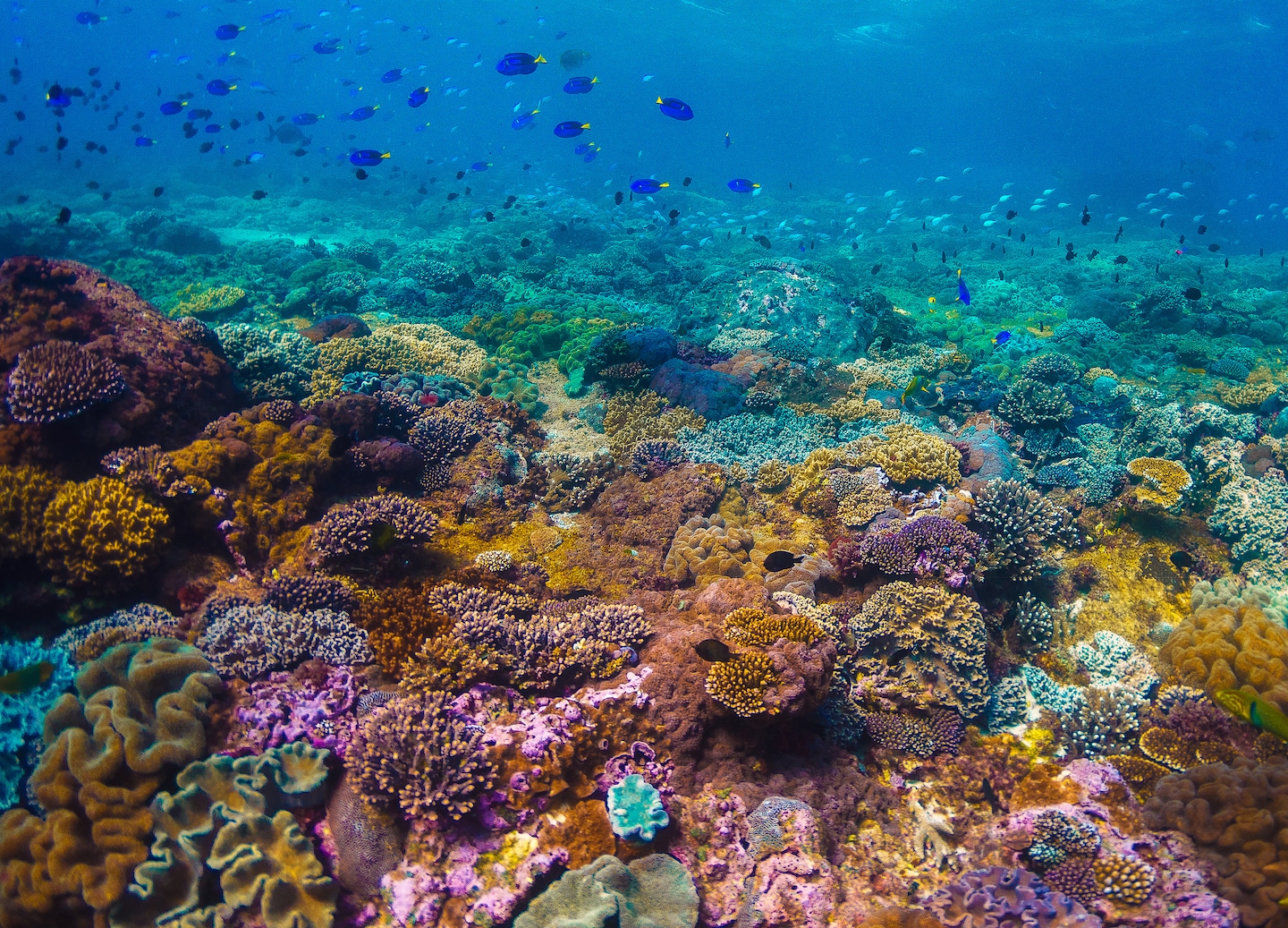Dive into vibrant coral reefs and swim among colorful fish and sea turtles. - Airlie Beach, Qld, Australia