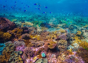 a shot beautiful shot of a crystal clear water and reef