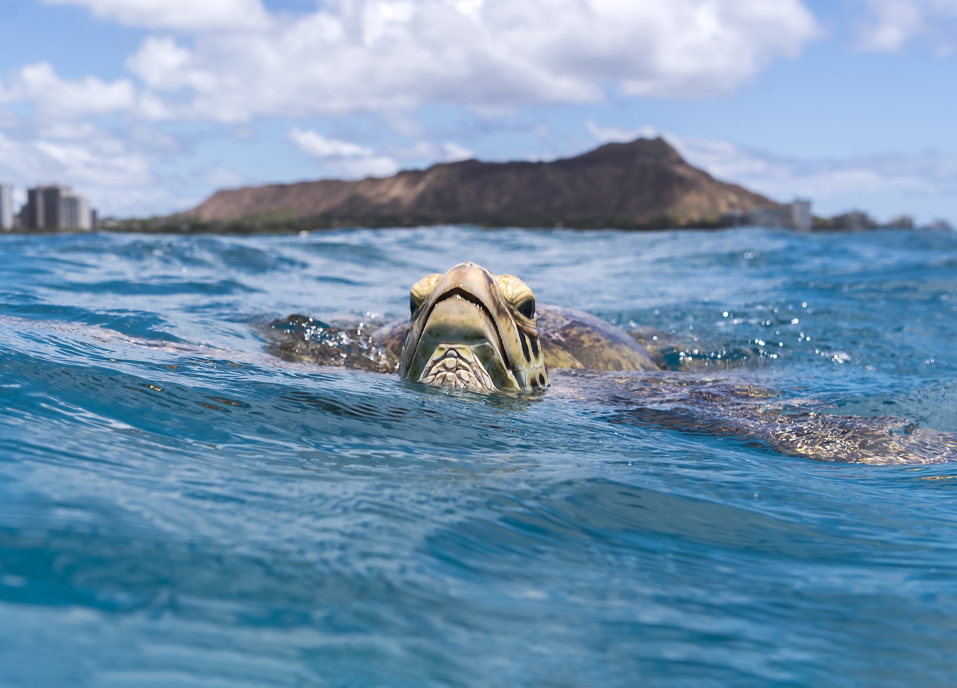 sea turtle waikiki beach hawaii