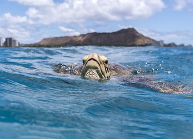 sea turtle waikiki beach hawaii