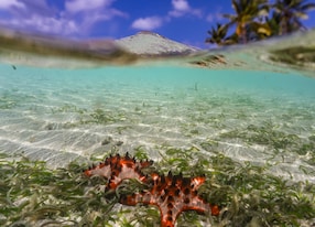 port vila efate vanuatu september starfish underwater at erakor island