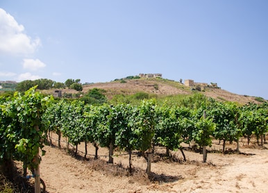 the bushes of grapes that mature on supports cloudless sky rocky soil