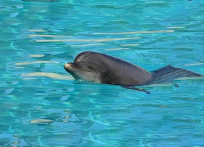 dolphin out water marineland