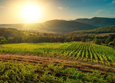 bulgaria thracian vineyard