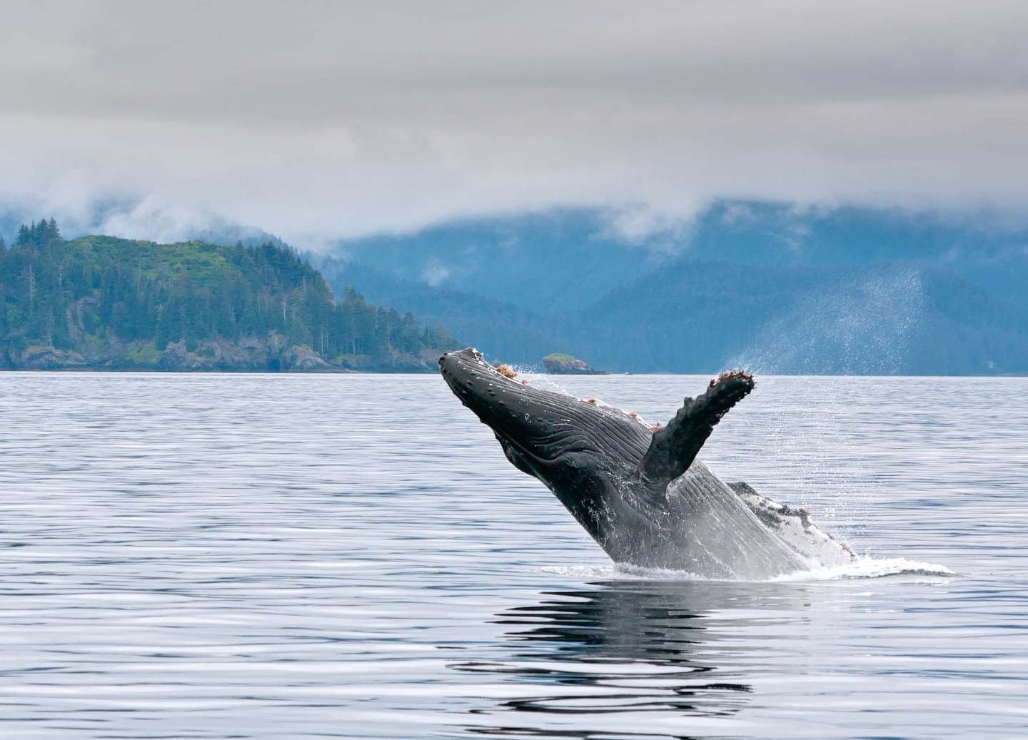 Whale breaches through misty ocean waters on a foggy day. - Seward, Alaska