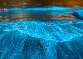 bioluminescence at night jervis bay australia