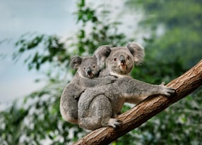 koalas on tree