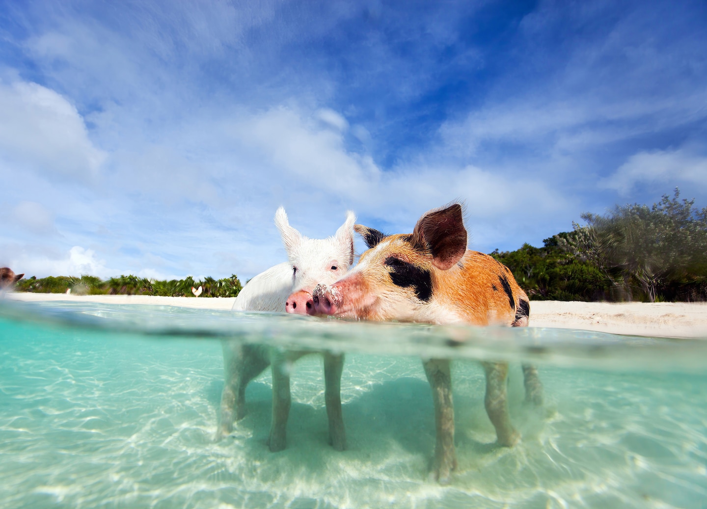 Swimming pigs wade through clear turquoise water, splashing playfully near the shore. - Nassau, Bahamas