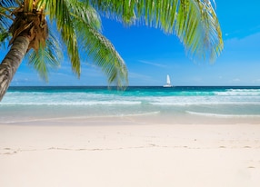 palm tree beach jamaica caribbean
