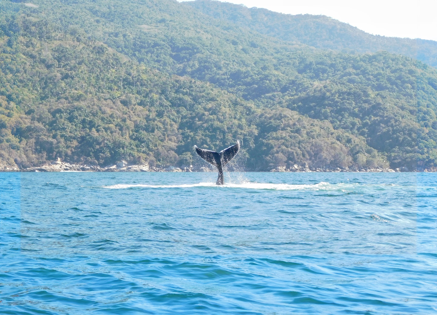 Puerto Vallarta whale watching delivers unforgettable, inspiring encounters with nature for visitors and photographers alike. - Puerto Vallarta, Mexico