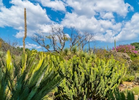 plants agave cacti ethnobotanical garden oaxaca