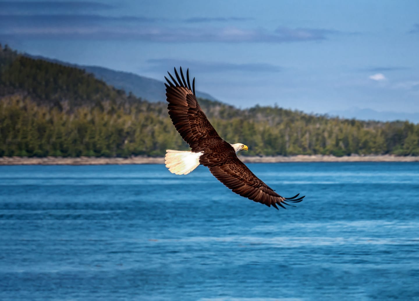 Bald eagle soars above Alaska wilderness near Ketchikan.