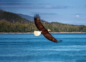 bald eagle flying ketchikan alaska