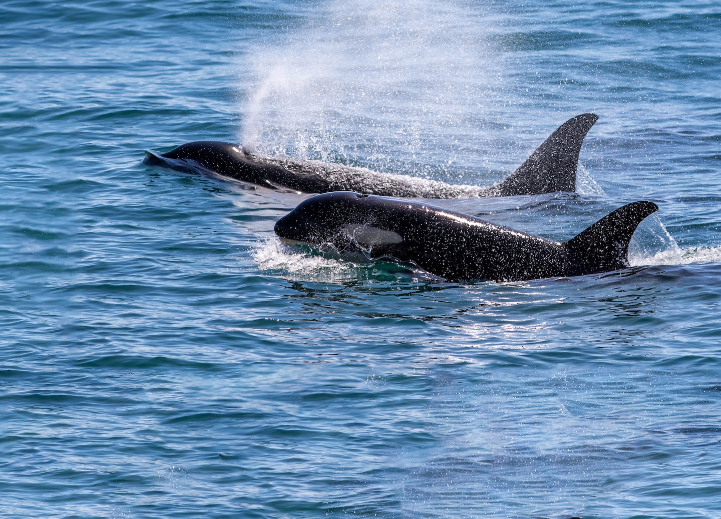 Pair of orcas surfacing together in calm coastal waters. - Prince Rupert, British Columbia