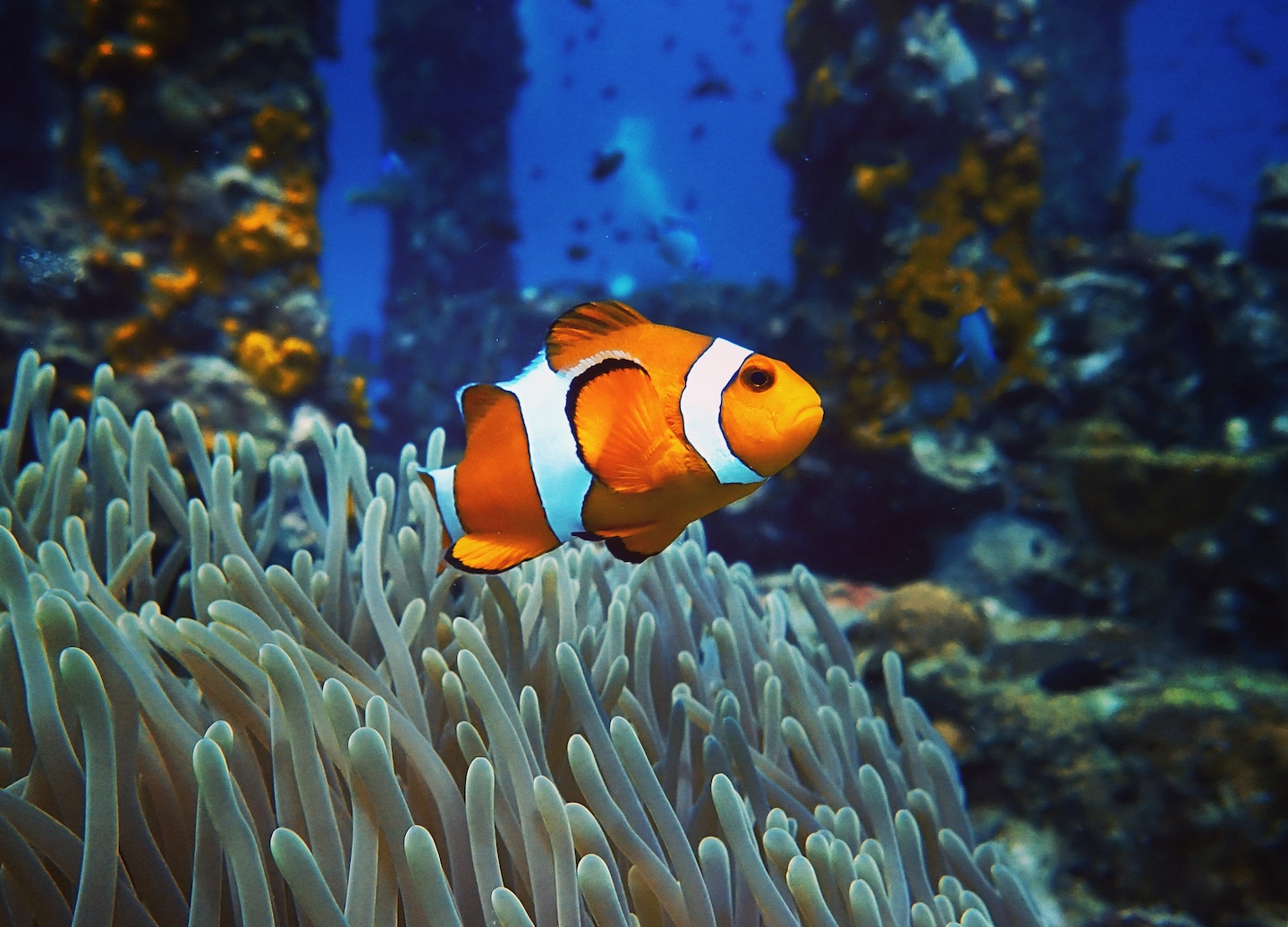 Clownfish swimming beside bright anemone. - Auckland, New Zealand
