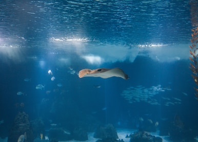 oceanarium manta rays lisbon portugal europe