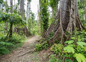 syndicate nature trail roseau dominica caribbean