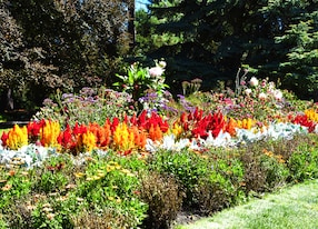 flowerbed christchurch botanic garden new zealand